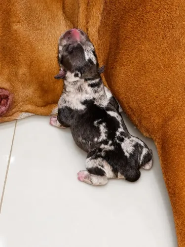 Pitmonster 