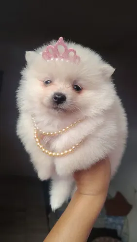 Spitz alemão anã fêmeas
