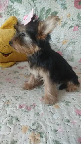 fêmea de york com quase 3meses