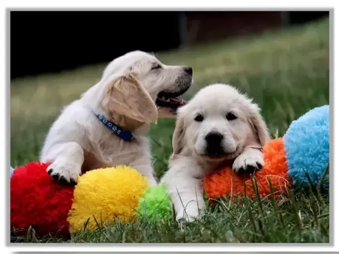 Bebezinho Golden Retriever dóceis e cheios de carinho