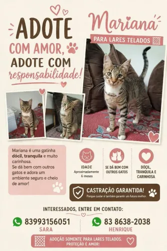 ? GATINHOS DISPONÍVEIS PARA ADOÇÃO RESPONSÁVEL ?