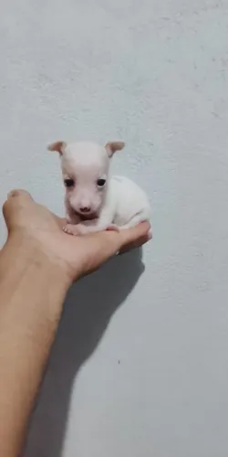  pinscher miniatura 00