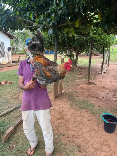 Vendo galo caipira novo e muito grande