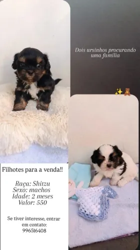 Shitzu filhotes