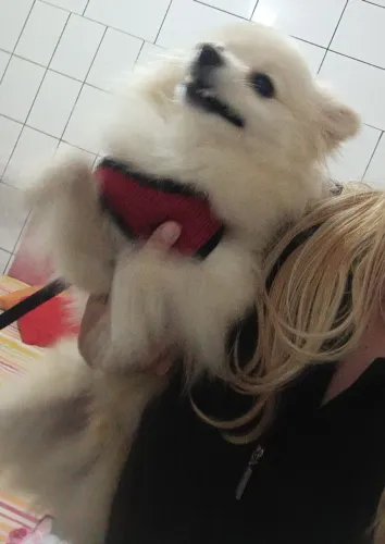 Spitz