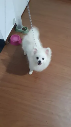 Filhote de Spitz Alemão Macho