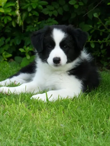 Filhotes de Border Collie um amigo fiel para crescer com voc