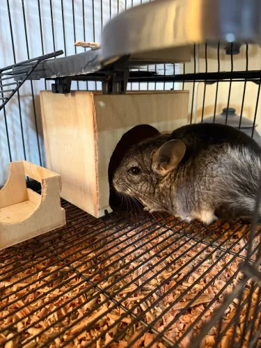 Vendo chinchila
