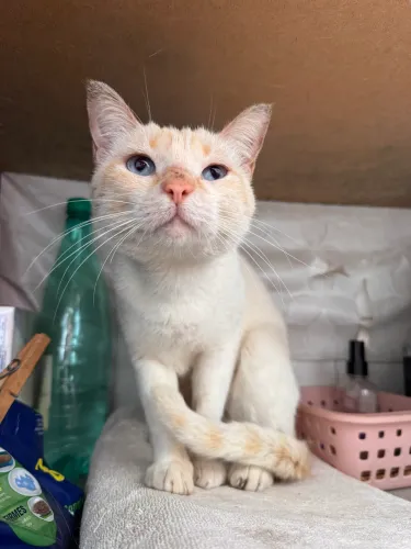 Doa-se gata de aproximadamente 4 anos