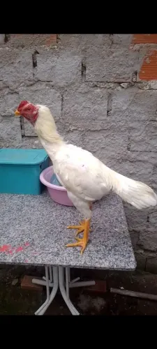 Frango índio branco bico curto 