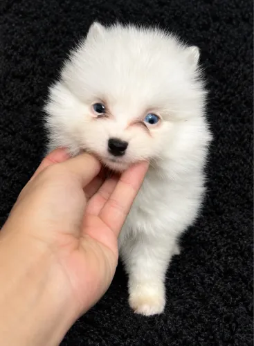 Lulu da Pomerânia