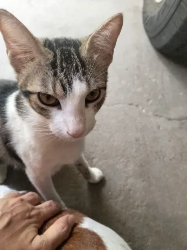 Doação responsável 2 gatinha castrada
