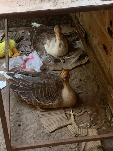 Gansa Fêmea 3 unidades - colocando ovos