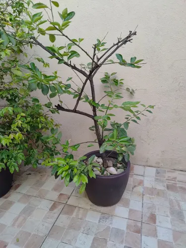 Pé de Limão em Vaso Decorativo  - Retirada Bairro Concórdia / BH