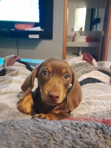 Filhote dachshund 