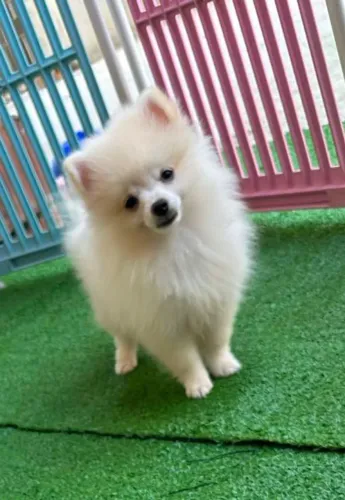 Spitz alemão macho