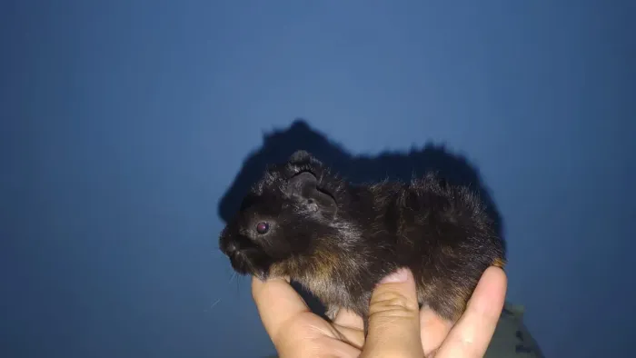Porquinho da índia filhote