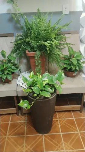 PLANTAS ORNAMENTAIS PARA ÁREA EXTERNA - DEIXE SEU ESPAÇO MAIS VERDE E BONITO!