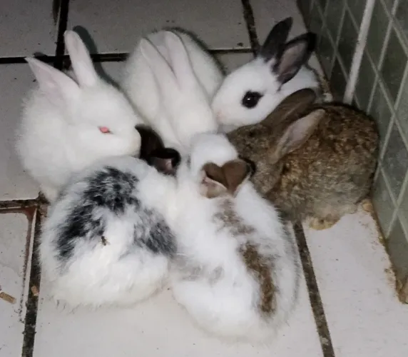 Filhotes de coelhos roedores