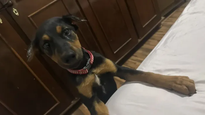 Doberman filhote