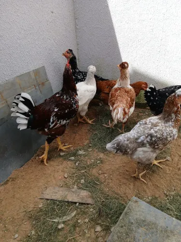 Uma baia de frango GSB