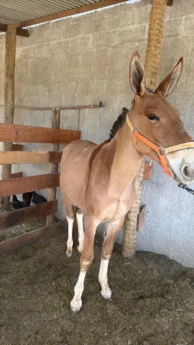 Burro extra