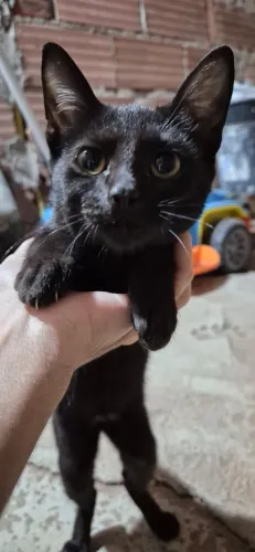 Gatinha femêa filhote para doação.