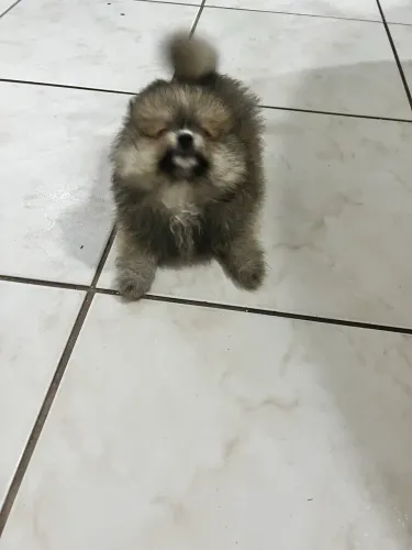 Lulu da Pomeranea