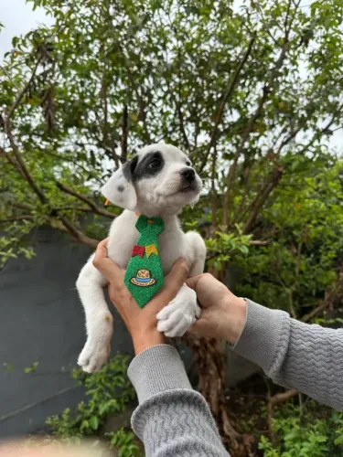 doação filhotes de golden com boxer 