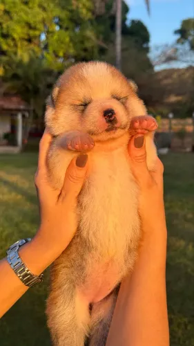 Akita Inu Vermelho | Pedigree CBKC/FCI | Filhotes de Excelente Linhagem | Machos e Fêmeas