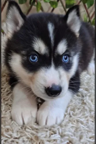 Husky Siberiano Premium - Qualidade e Beleza