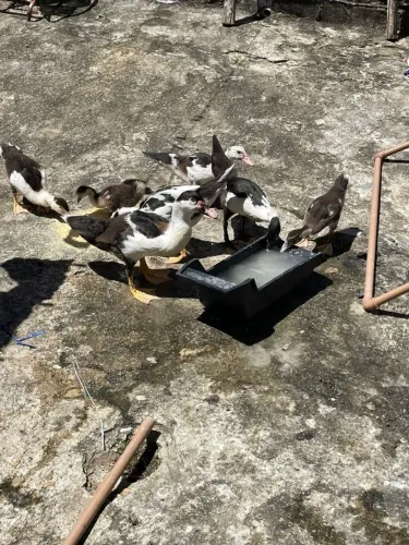 Patos disponível 