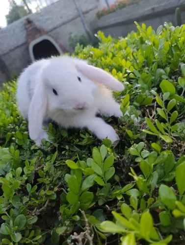 Coelho mini Lop disponível