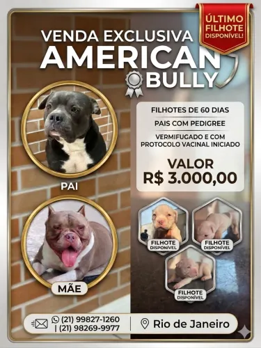 American Bully
