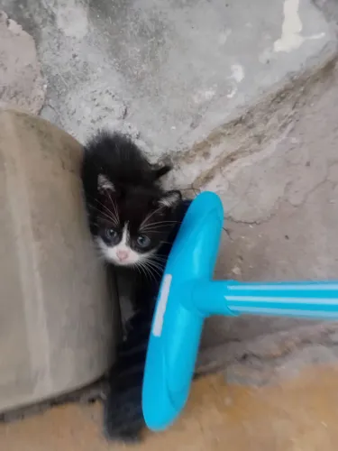 Estou doação esse gatinhos esta com 1 mês 