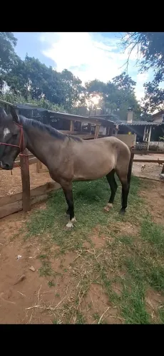 Cavalo campolina de marcha picada!