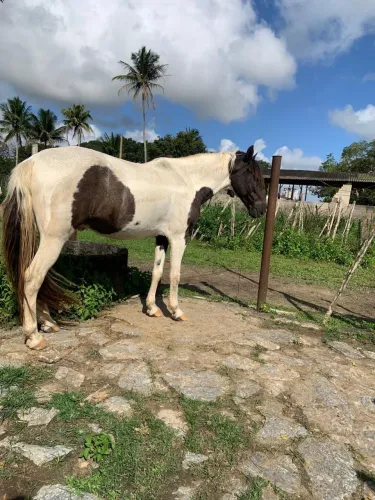 Cavalo Mangolino documentado