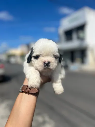 Shihtzu macho 