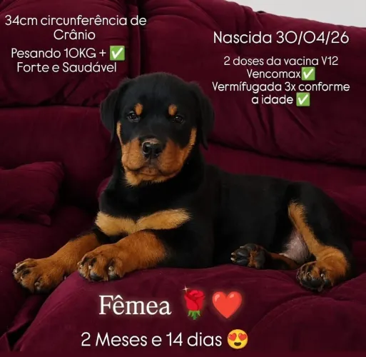 ROTTWEILER FÊMEA 