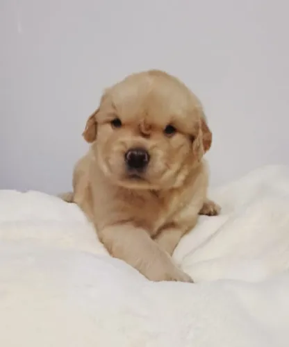Filhotes de Golden Retriever | Felicidade contagia.