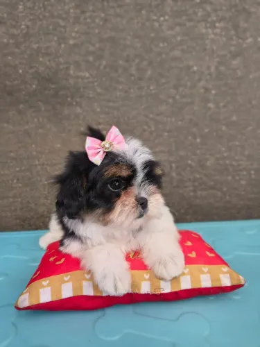 Shih tzu fêmea 