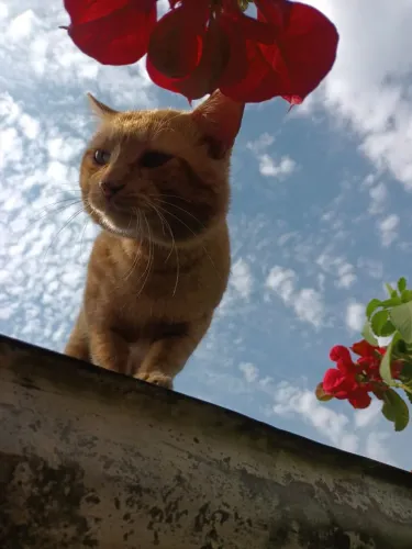 Gato Laranja para adoção
