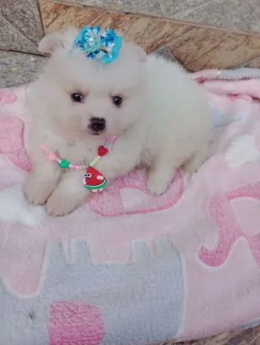 Spitz anã, fêmea Ursinha, baby face, com pedigree e entrega, em 10x no cartão.
