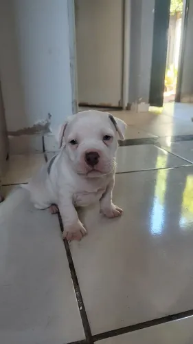 Vendo