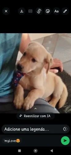 Labrador