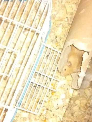 Rato Twister