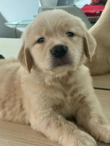 Golden Retriever Filhotinhos disponíveis com muito cuidado e atenção