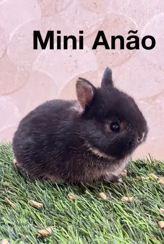 Mini coelho