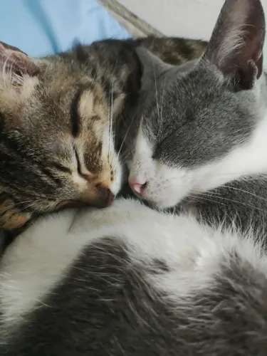2 gatos machos para adoção 