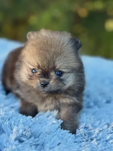 Spitz Alemão Anão Ursinho com pedigree CBKC- Vacinados, Microchipados e parcelamento sem j